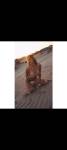 731867